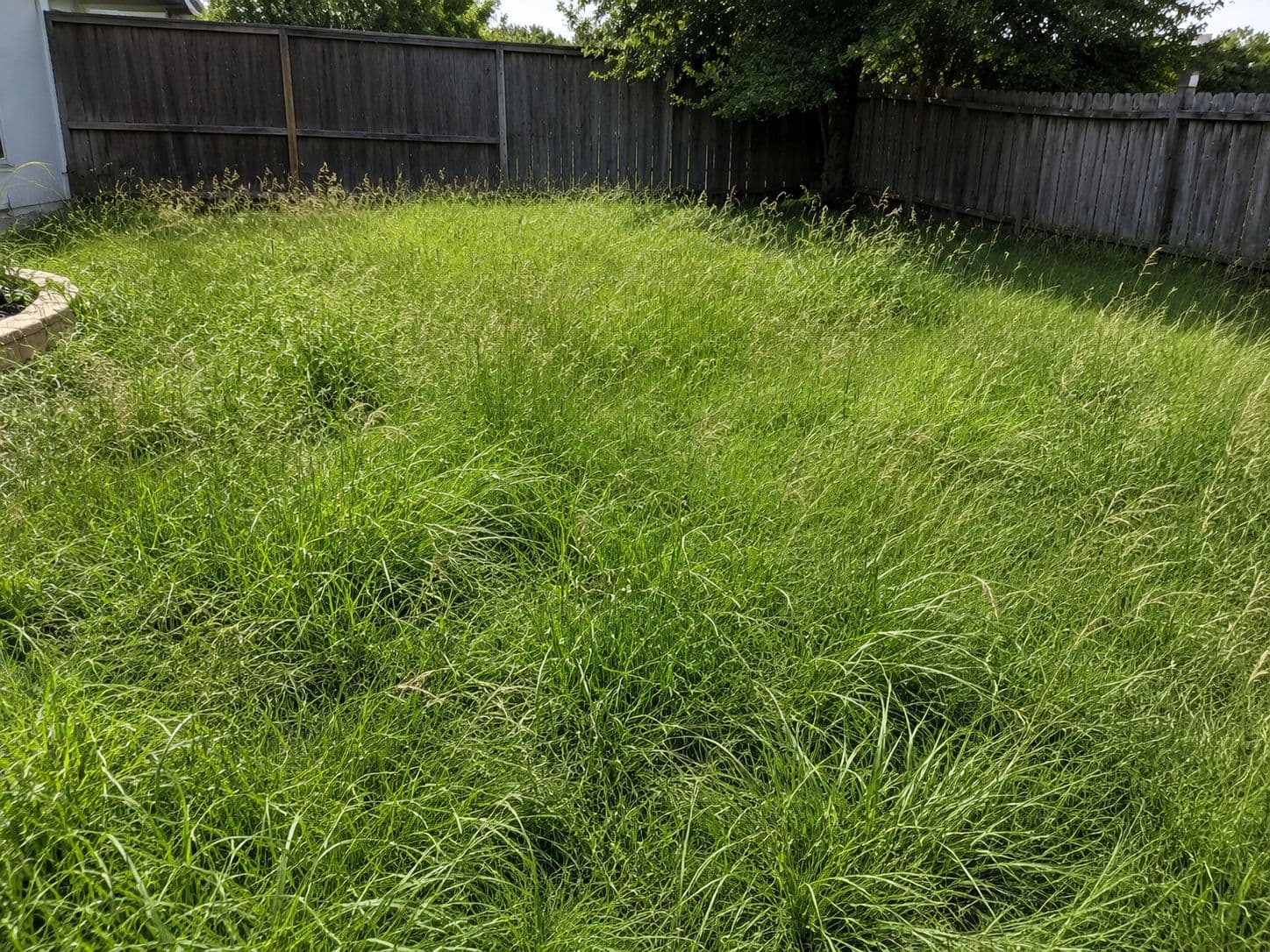 Overgrown front yard before service